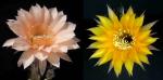 Echinopsis Hybrid "apricot x yellow" (seeds)