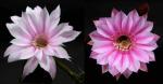 Echinopsis Hybride "rosa-1" (Samen)