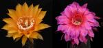 Echinopsis Hybride "cognac x rosarot" (Samen)