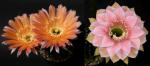 Echinopsis Hybride "apricot x rosa-gelb" (Samen)