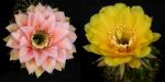 Echinopsis Hybride "apricot-gelb x gelb" (Samen)