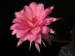 Echinopsis Hybrid "red" [2083]