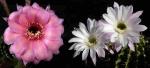 Echinopsis Hybride "rosa-rot" x "weiß-lila" (Samen)