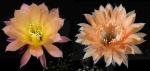 Echinopsis Hybride "rosa-gelb x apricot" (Samen)