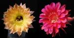 Echinopsis Hybride "rosa-gelb x Madame Pele" (Samen)