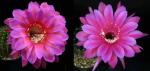 Echinopsis Hybrid "pink-orange x violet-red" (seeds)