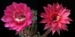 Echinopsis Hybride "rot-2" (Samen)