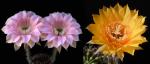 Echinopsis Hybride "rosa x cognac" (Samen)