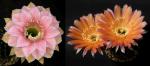 Echinopsis Hybride "rosa-gelb x apricot" (Samen)