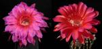 Echinopsis Hybride "rosa x Madame Pele" (Samen)