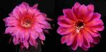 Echinopsis Hybride "rosa-rot x rot-violett" (Samen)