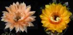 Echinopsis Hybrid "apricot x cognac" (seeds)