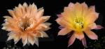 Echinopsis Hybride "apricot x rosa-gelb" (Samen)