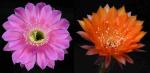 Echinopsis Hybride "Romance x Oriole" (Samen)