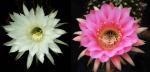 Echinopsis Hybride "weiß" x "Doris" (Samen)