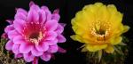 Echinopsis Hybride "rosa x gelb" (Samen)