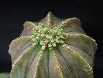 Euphorbia obesa (seeds)