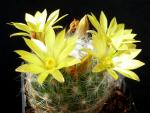 Mammillaria baumii (Samen)