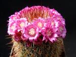 Mammillaria crassior (Samen)