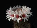Mammillaria fraileana (Samen)