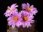 Mammillaria blossfeldiana (Samen)