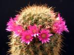 Mammillaria rekoi var. aureispina