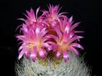 Neoporteria senilis (Samen)