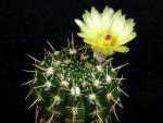 Notocactus submammulosus (Samen)