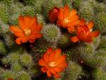 Rebutia pulvinosa (Samen)