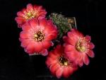 Rebutia gavazzii R493 (Samen)