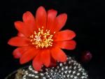 Rebutia krainziana Hybride "rot"