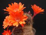 Rebutia kupperiana (Samen)