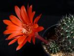 Rebutia kupperiana