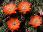 Rebutia mudanensis R484 (Samen)