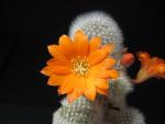 Rebutia muscula (Samen)