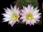 Rebutia narvaescensis KK852 (Samen)