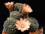 Rebutia nazarenoensis WR 484 (Samen)