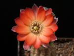 Rebutia orurensis (Samen)