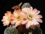 Rebutia rosalbiflora (Samen)