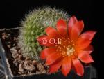 Rebutia spec. "rot-orange" (Samen)