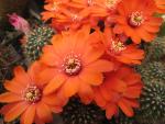 Rebutia steinmannii (Samen)