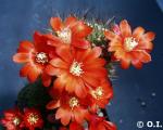 Rebutia tamboensis FR1142