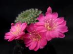 Rebutia violaciflora