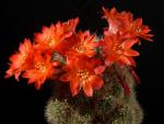 Rebutia xanthocarpa KK1244 (Samen)