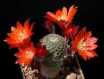 Rebutia heliosa GV68 (Samen)