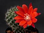 Rebutia ithyacantha