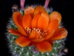 Rebutia kieslingii R694 (Samen)