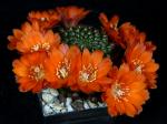 Rebutia mandingaensis HJ421 (Samen)