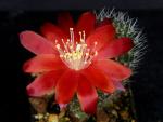 Rebutia minutissima RH208