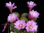 Rebutia perplexa (Samen)